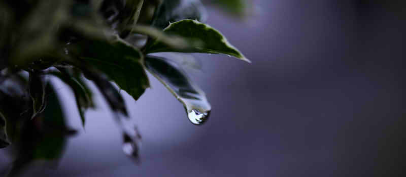 雨の雫が零れ落ちる画像