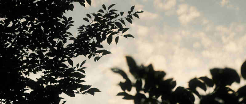 夕方の木と空の画像