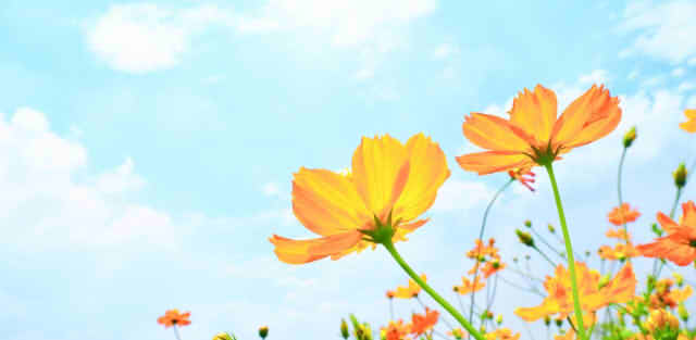 花と空のきらめく画像