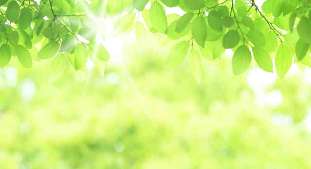 木の間から降り注ぐきらめく太陽の光の画像