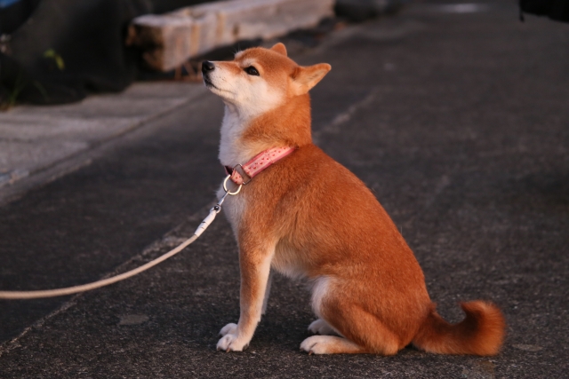 犬がお座りをしている画像