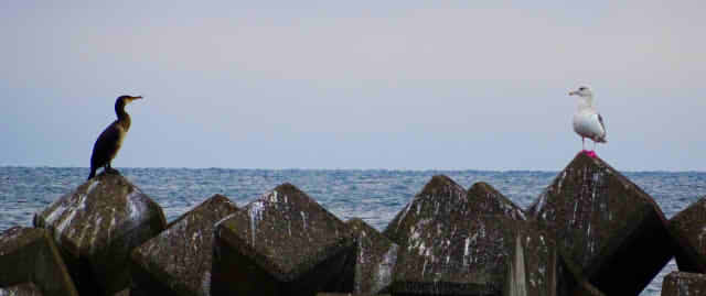 見つめ合う二羽の鳥の画像