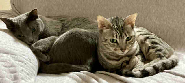 二匹の猫が寄り添っている画像