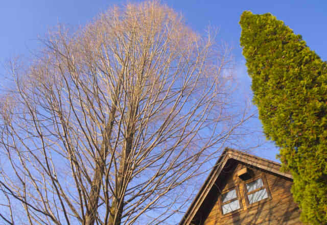 木とコテージの屋根の画像