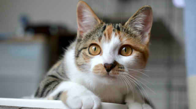 こちらを見つめる猫の画像