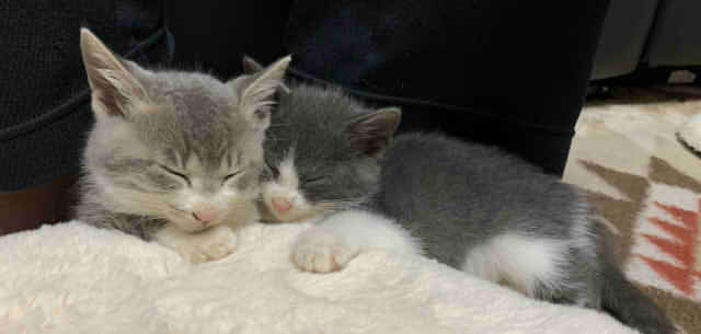 子猫二匹が寝ている画像