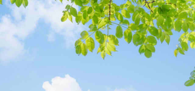 青い空と緑の木の画像