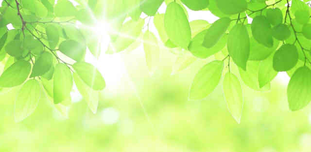 木の隙間から光がこぼれる画像