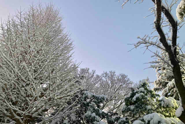 木に雪が降り積もっている様子の画像