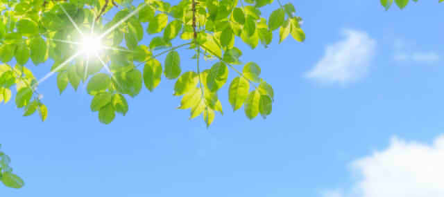 青い空を背景に木の間から光がさしている画像